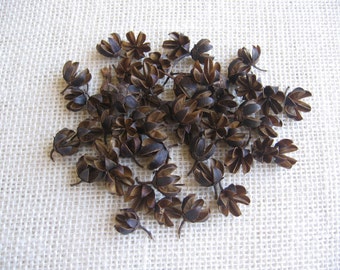 100 Assorted Sized Crepe Myrtle Seed Pods / Dried Natural Crafting Supply / Brown Dried Pods / Small Natural Pod / Fall Crafting Supply