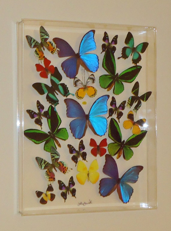 15x20x2 butterfly display framed