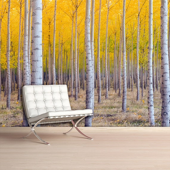 Aspen Trees Repositionable & Removable Wall Mural. by PicmeStore