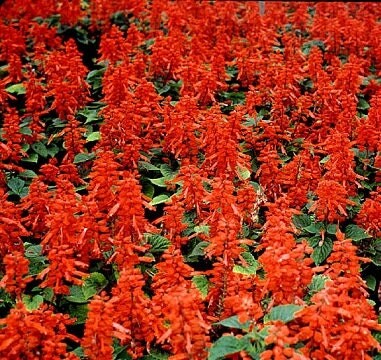 50 Salvia Sizzler Red Seeds FLOWER SEEDS