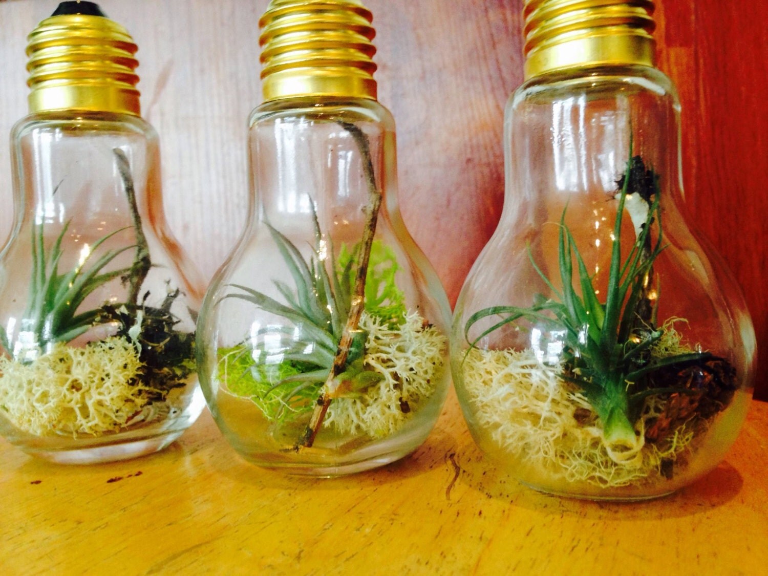 Light Bulb Terrarium