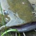 Angry Catfish