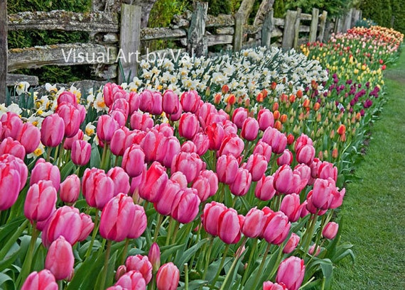 Spring Rustic Fence with Pink Tulips and Flowers Instant Downloadable Picture