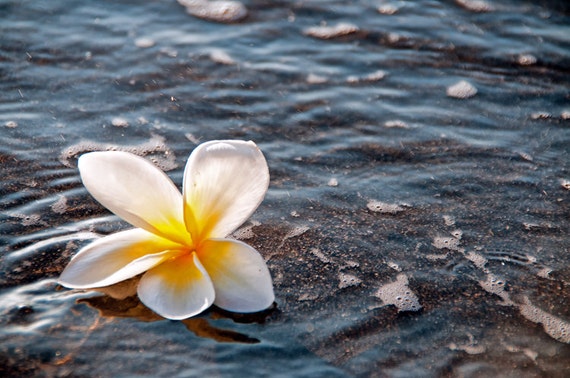 Washed Away Hawaiian Beach Photograph Plumeria Flower