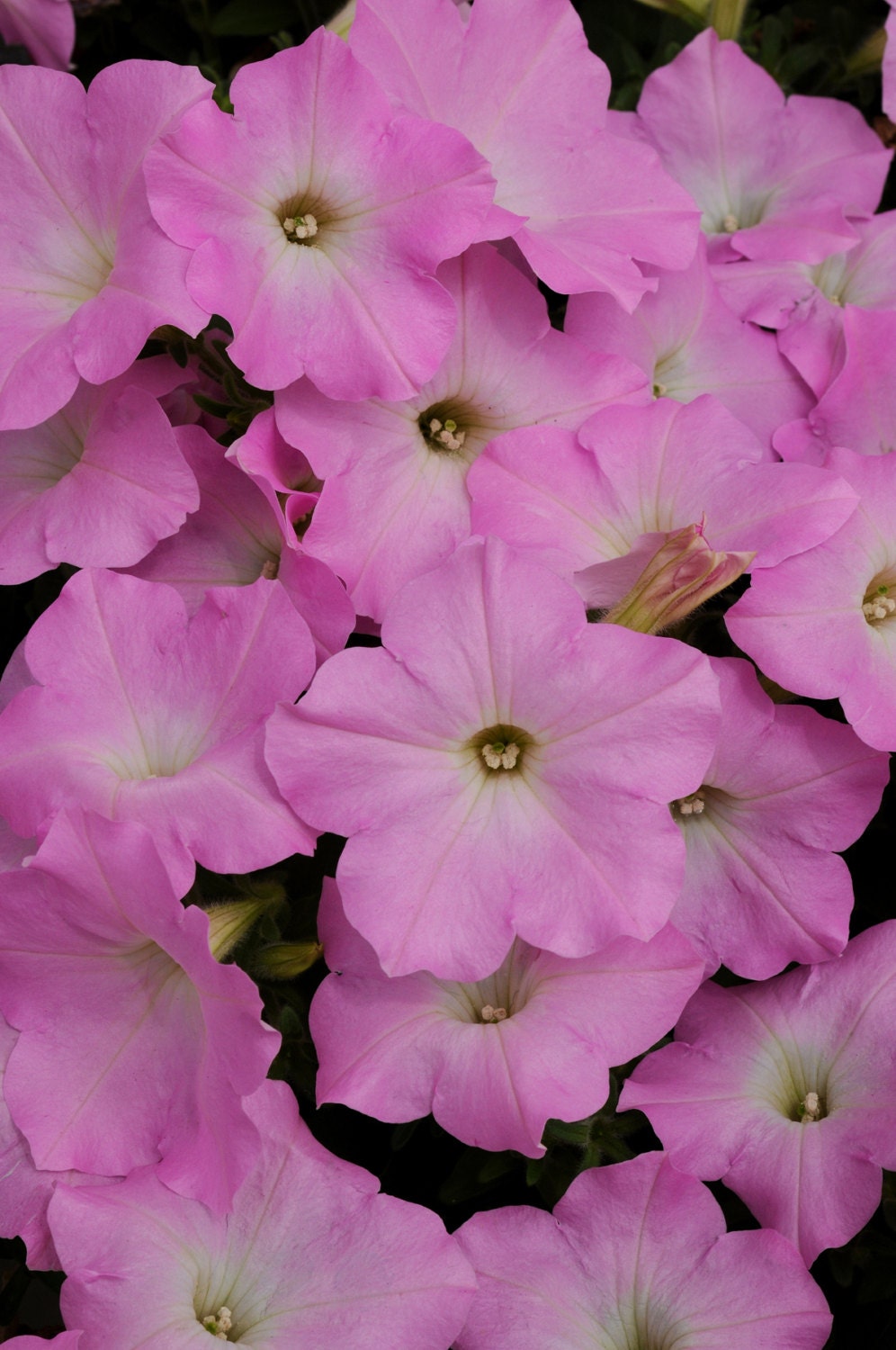 EASY WAVE Mystic Pink Petunia Seeds High Quality & by ...