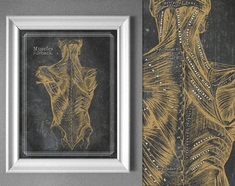 Grays Anatomy Bronze Back Muscles Chart Charcoal Grey Textured Blackboard Antique Massage Decor Gym Office 8x10 9x12 11x14 16x20 18x24