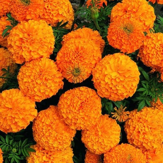 Marigolds low Flowers Orange annuals Seeds from Ukraine 982