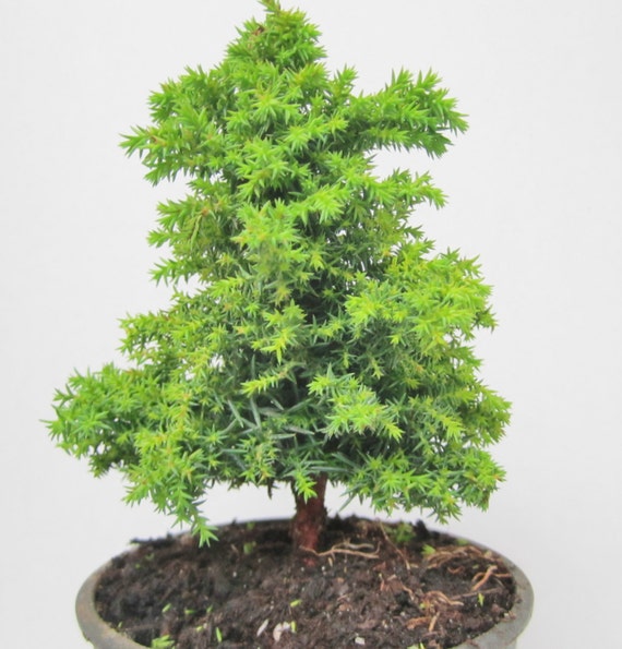 570 New fairy lights upright cedar 872   Japonica 'Tansu' Japanese Cedar Pre Bonsai Tree Mame Fairy Gardens 