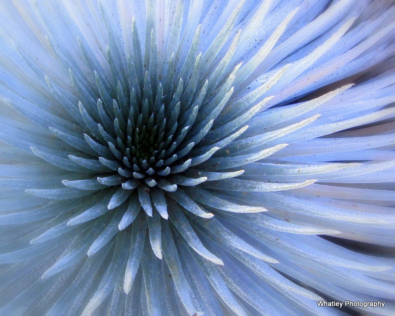 Silversword photo Maui flower art floral wall decor silver