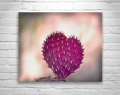 Cactus Picture, Romantic Art, Hearts in Nature, Valentine, Fuchsia, Pink, Cactus Art, Love, Purple, Violet, Prickly Pear, Santa Ritas Cactus Picture, Romantic Art, Hearts in Nature, Valentine, Fuchsia, Pink, Cactus Art, Love, Purple, Violet, Prickly Pear, Santa Ritas