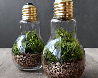 Light Bulb Plant Terraium for Industrial Decorating