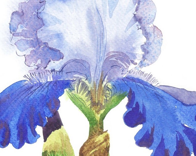 Blue White Iris (3) Watercolor Original, flower, floral, art, summer, blossom, botanical, bouquet, Iris, Blue, watercolor, gift for her