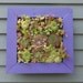 Vertical Mosaic Succulent Living Wall Kit 16 inch, 36 rossettes cutting included