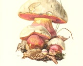 1961 Devil's Bolete or Satan's Mushroom, Boletus satanas Vintage Offset Lithograph