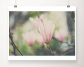 magnolia tree photograph, white, petals, pastel, pink, spring, nature photography, color photography, flower photograph, green