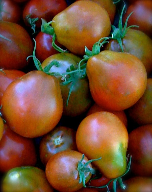 SALE Japanese Black Trifele Heirloom Tomato Very Rare Sweet