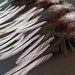 Real Rooster Feathers Craft Supplies Natural Golden Badger Saddle Feathers for Crafts Qty12