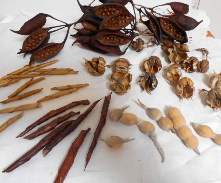 40 Seed Pods Kurrajong Bottle Tree Pods For Display by cyndalees