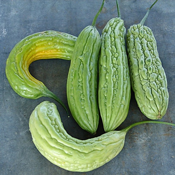 Bitter Melon Green Skin Non GMO by BoxGardenSeeds on Etsy
