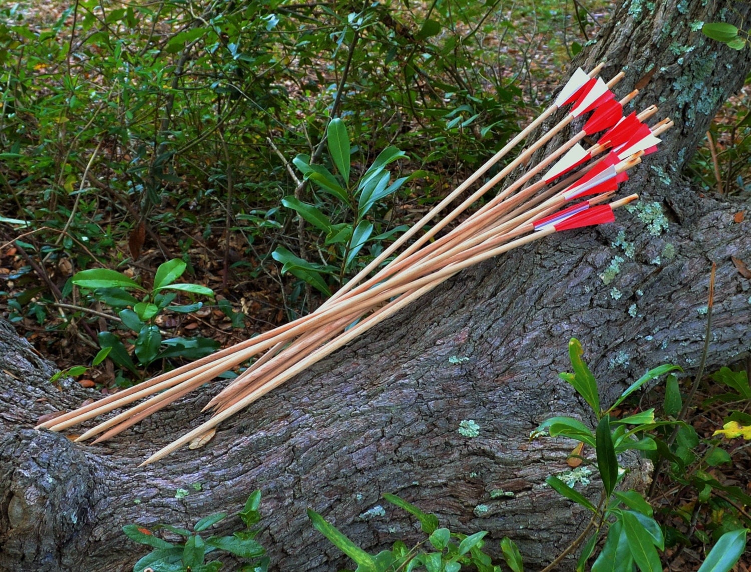 12 Natural Wooden Target Arrows