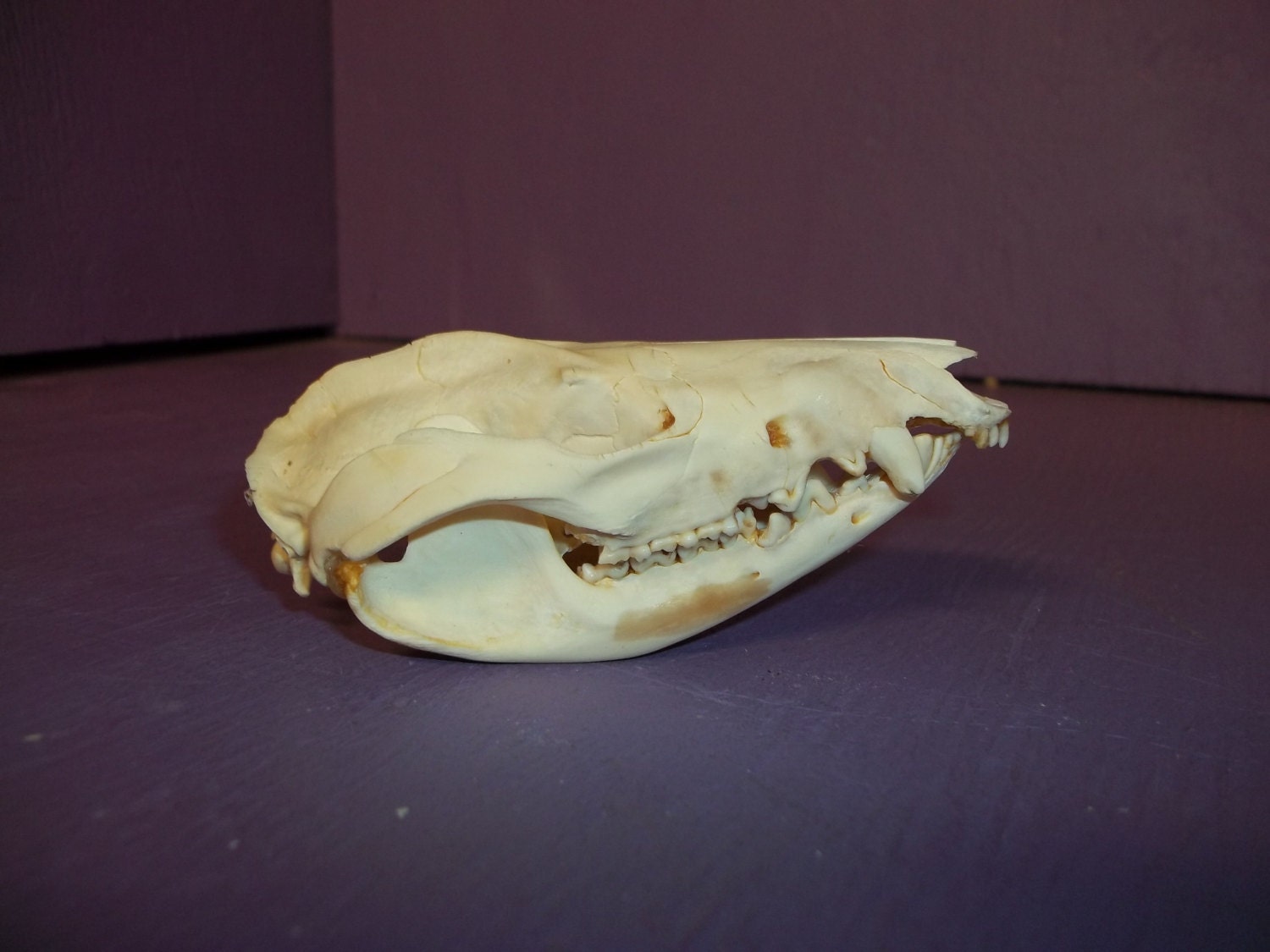 real deformed Opossum skull bone head teeth jaw animal