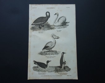Original 1828 antique fauna print of birds old b/w pictures about black swan pelican chocolate albatross albatros penguin pinguins bird