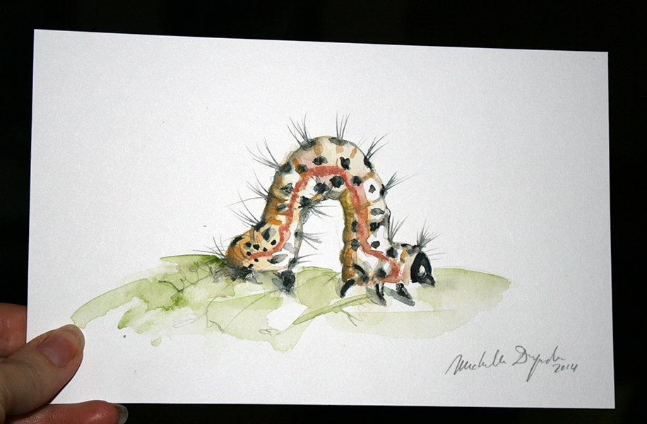 original-caterpillar-watercolor-painting-insect-art-animal