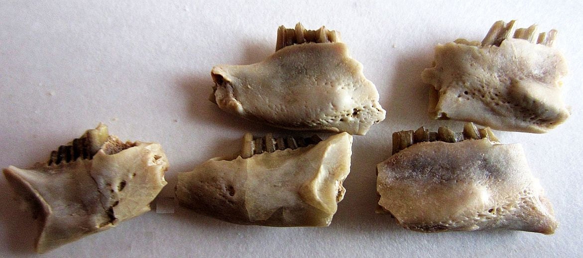 Lot of 5 Fossil Rabbit Teeth Oligocene Period by Collectorman2008