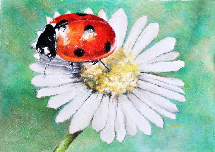 Original Colored Pencil Drawing Realistic Ladybug Insect