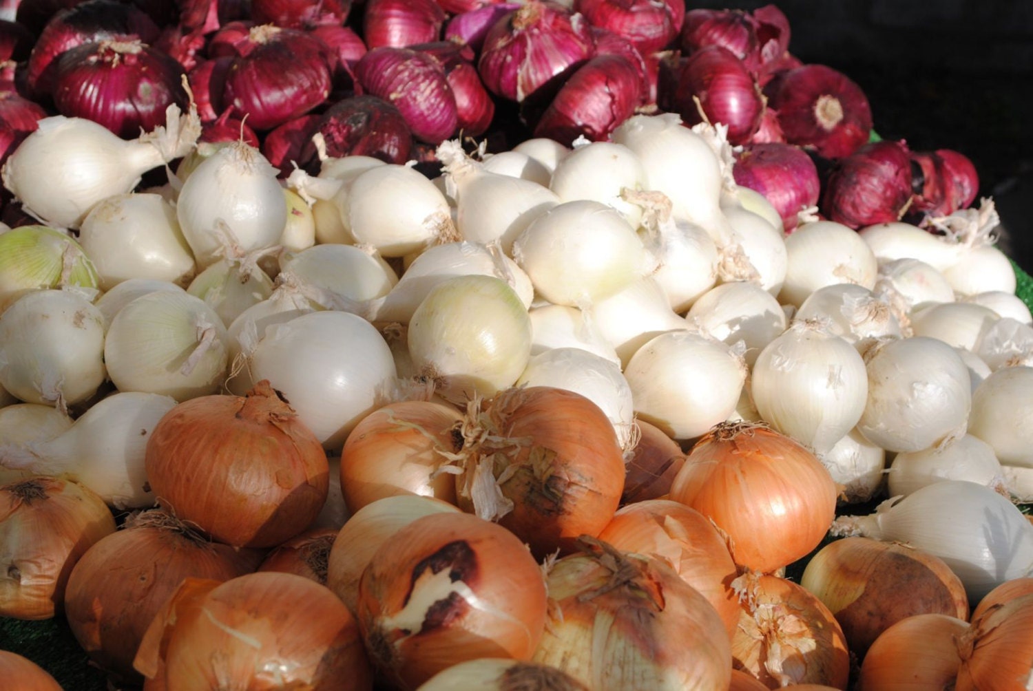 Potato Onions Red White Yellow Mix Great Variety Mix