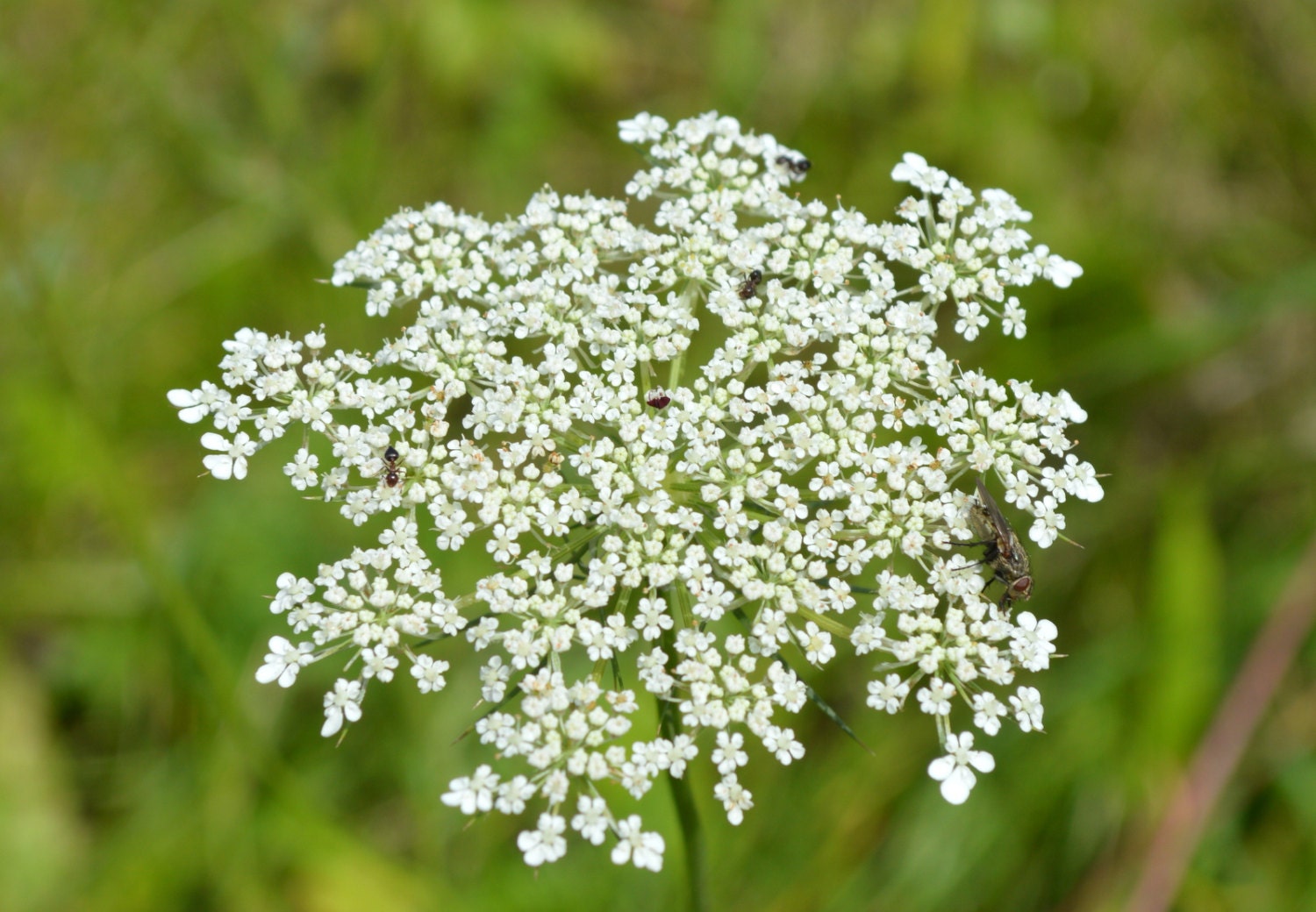 Queen Anne's Lace Plant 2016 Seeds by SeedGenie on Etsy