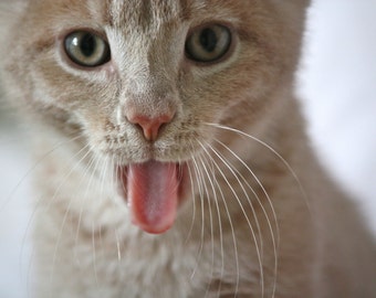 Cat Photography - Oakley as a Kitten - Cat Print - Cat Art
