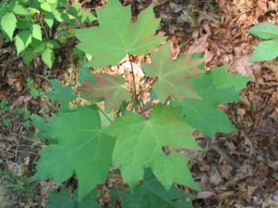 24 Maple Tree Sapling Live Plant Seedling Bushshrubtree 