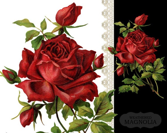 clipart rote rose - photo #45