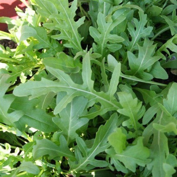 Arugula Herb Seeds Eruca Sativa 200Seeds by UnderTheSunSeeds