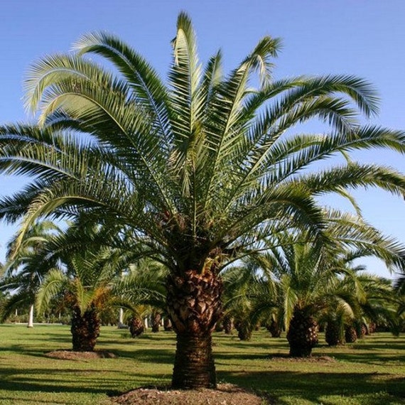 5 Canary Island Date Palm Seeds , Under The Sun Seeds