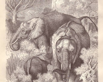 Tiger hunt on elephant in India original 1872 by PaperThesaurus