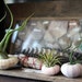 mixed trio // air plant sea urchins // by robincharlotte