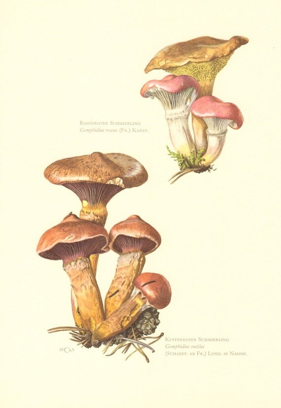 1963 Spike-caps, Rosy Spike-cap - Gomphidius roseus, Brown Slimecap - Gomphidius rutilus Vintage Offset Lithograph