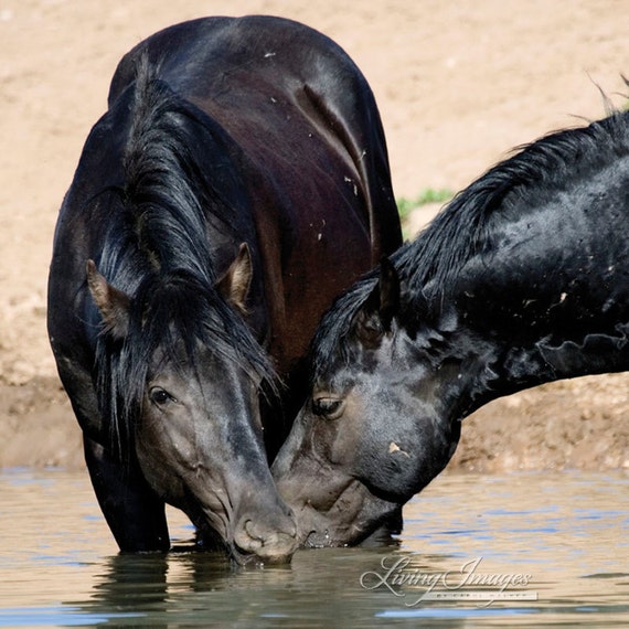 Items similar to Bachelors Share a Drink - Fine Art Wild Horse ...