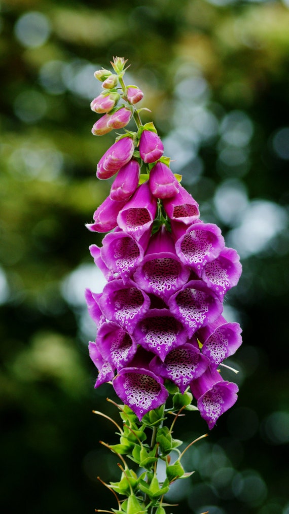 Purple stalk plant Idea