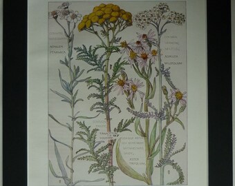 Vintage Botanical Print, British Wildflowers, H Isabel Adams Edwardian botany picture, Daisy family antique british wild flower Varities art