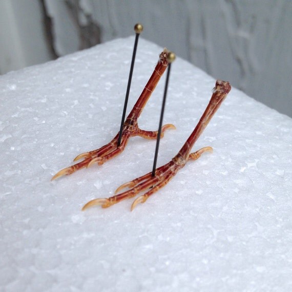 Tiny Finch Feet Real Matched Set Dry Preserved Zebra Finch