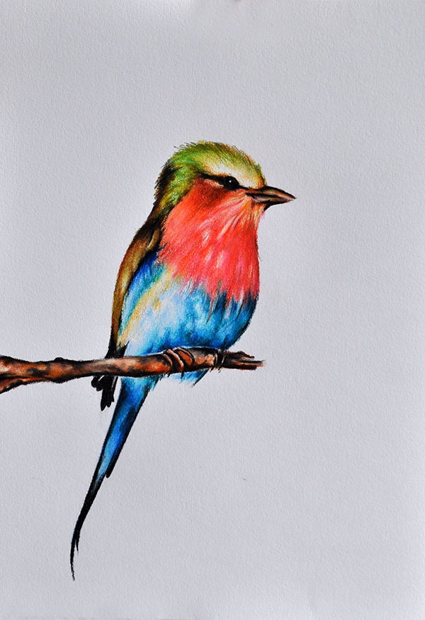 Original Colored Pencil Drawing Bird Painting Bird Art 8x11