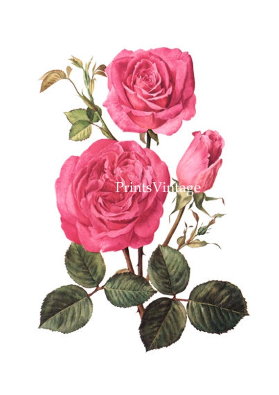 Pink Rose Printable Image Instant Download by PrintsVintage