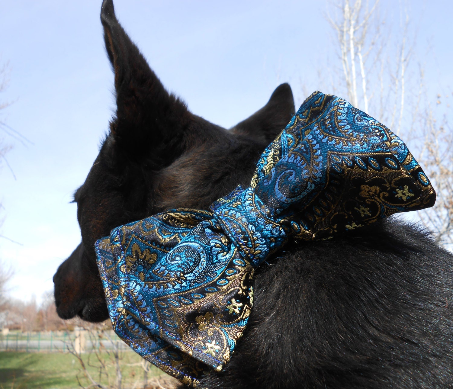 sausage dog with bow tie