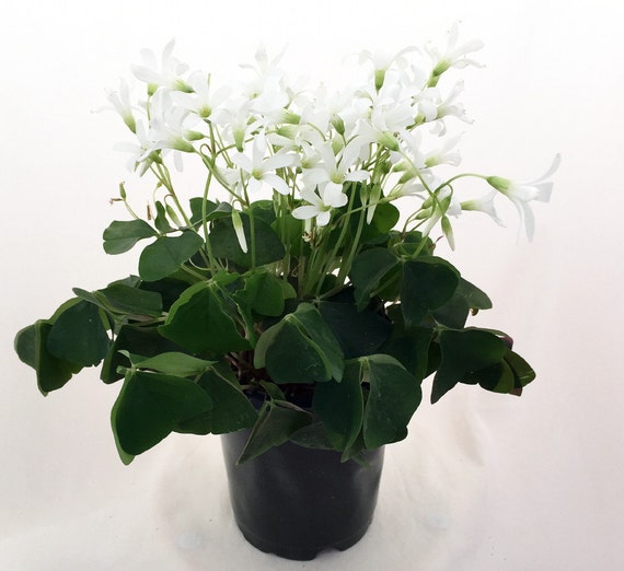 Green Shamrock Plant White Flowers Oxalis 4 Pot by