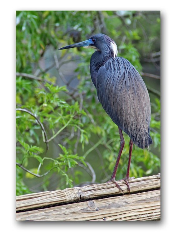 items similar to florida blue bird on etsy items similar to florida blue bird on etsy