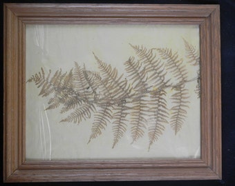 Pressed Fern Leaf, Dried Botanical in Oak Frame