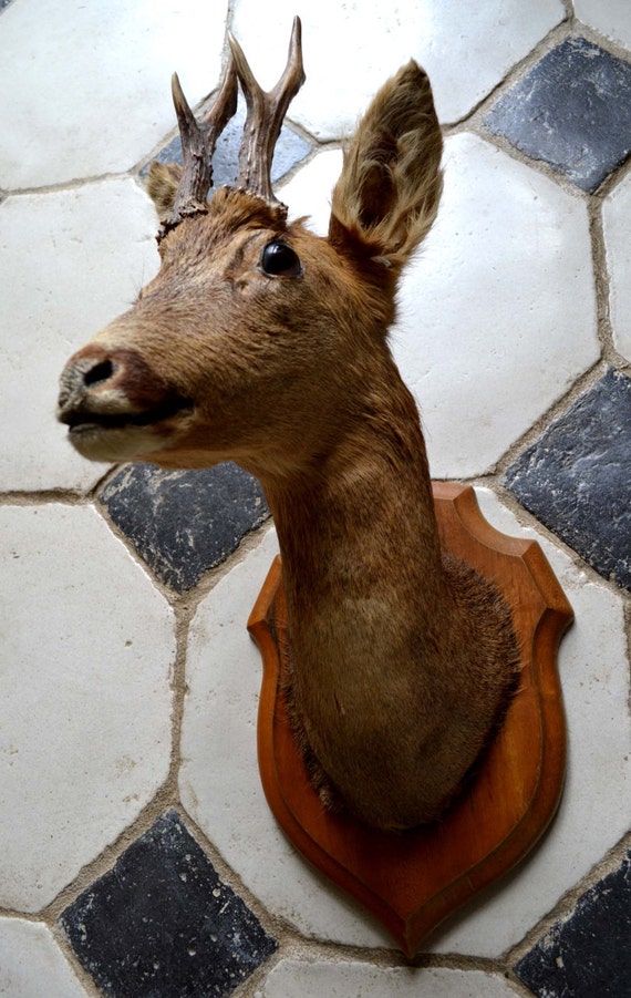Large Antique Adult Deer Head Stuffed Vintage Taxidermy Mount